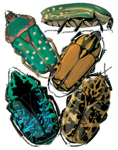 beetles from Dover images