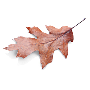 fallen leaf