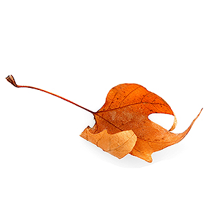 fallen leaf