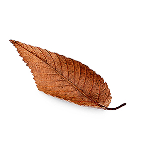 fallen leaf