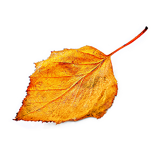fallen leaf