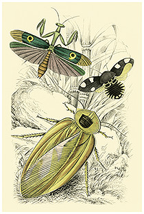 insects