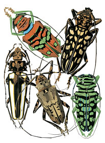 insects 3