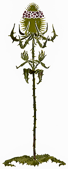 nouveau flower